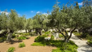 Guía turística de Jerusalén: los lugares sagrados de la Pasión de Jesús que debes visitar 2 El monte de lo olivos