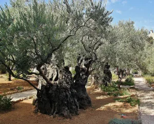 Guía turística de Jerusalén: los lugares sagrados de la Pasión de Jesús que debes visitar 3 Getsemani