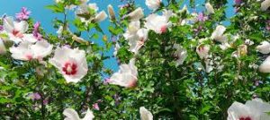 Altea (Althaea officinalis)