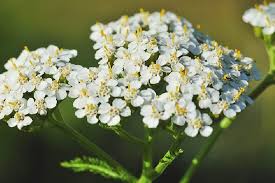 Achillea millefolium