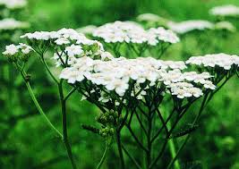 Achillea millefolium