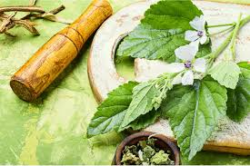 Altea (Althaea officinalis)