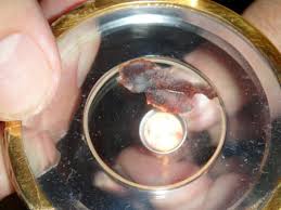 El Milagro Eucarístico de Buenos Aires: Cuando la Ciencia Confirmó la Presencia Real de Cristo 2 Milagro Eucarístico